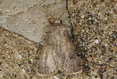 Agrotis bigramma