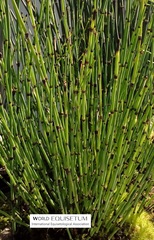 Equisetum variegatum