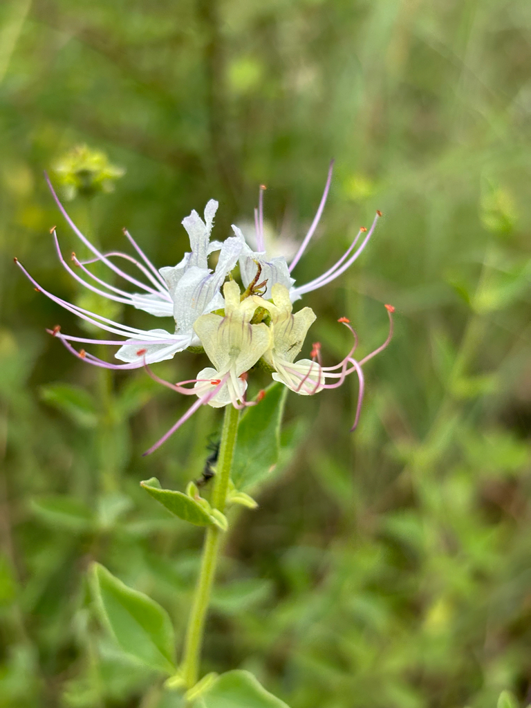 Ocimum coddii