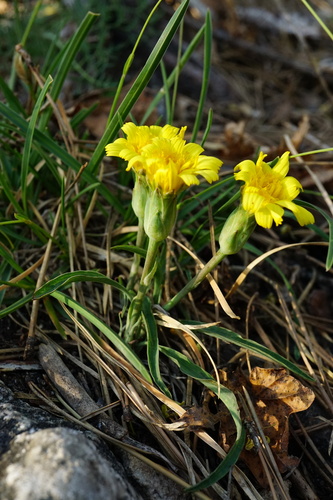 Image of Takhtajaniantha austriaca by (c) Patrick Hacker, some rights reserved (CC BY)