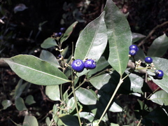 Psychotria brachyceras