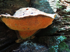 Aurantiporus croceus