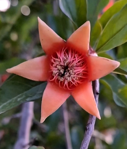 pomegranate