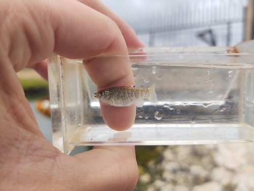 Dearborn's pupfish (Cyprinodon dearborni) — Cyprinodontidae — 4