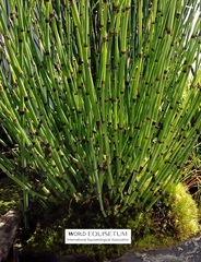 Equisetum variegatum