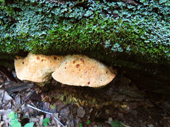 Aurantiporus croceus