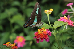 Graphium teredon