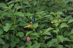 Graphium teredon