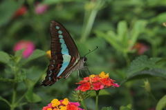 Graphium teredon