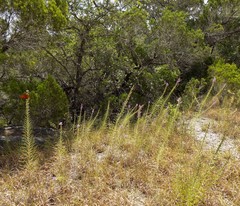 Liatris glandulosa