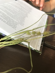 Cenchrus longispinus