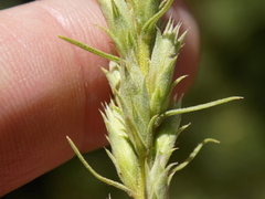 Liatris glandulosa