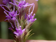 Liatris glandulosa