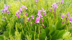 Primula frigida