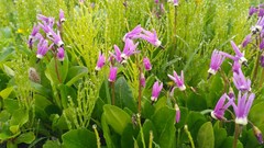 Primula frigida