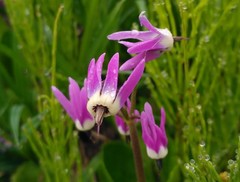 Primula frigida
