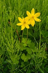 Anemonastrum richardsonii