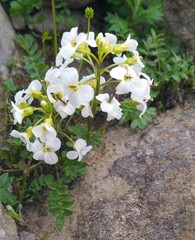 Cardamine microphylla