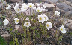 Anemone ochotensis