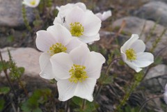 Anemone ochotensis