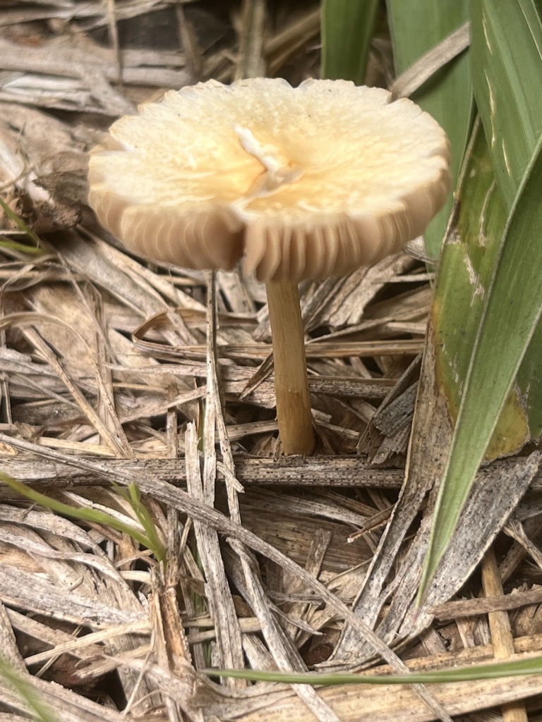 Agrocybe retigera · April 2025 · photo: © mariobarroso (iNaturalist, cc-by)