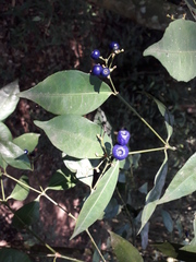 Psychotria brachyceras