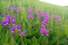 Primula frigida