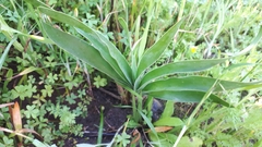 Boophone haemanthoides