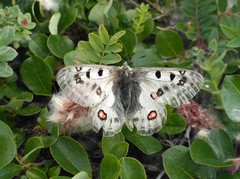 Parnassius phoebus