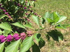 Callicarpa americana