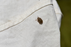 Eurygaster alternata
