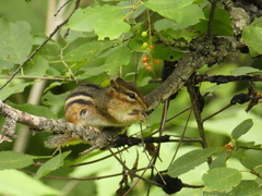 Cuterebra emasculator