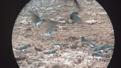 Petrochelidon fluvicola