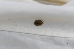Eurygaster alternata
