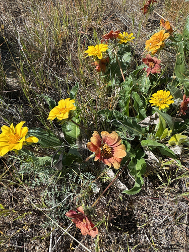 Rosy Balsamroot (Balsamorhiza rosea)