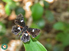 Calydna sturnula