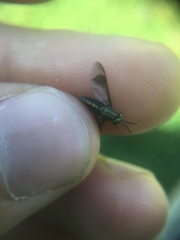 Chrysops univittatus