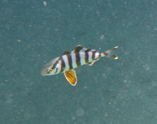 Amberjack (Seriola zonata) — Carangidae