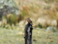 Cinclodes comechingonus