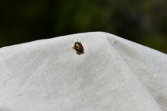 Eurygaster alternata