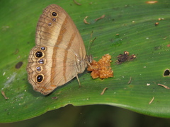 Cissia myncea