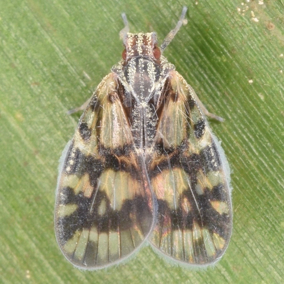 Bothriocera cognita