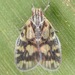 Bothriocera cognita - Photo (c) skitterbug,  זכויות יוצרים חלקיות (CC BY), uploaded by skitterbug
