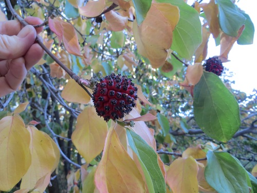 Cornus nuttallii