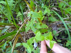Scutellaria galericulata