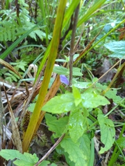 Scutellaria galericulata