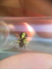 Xanthogramma flavipes