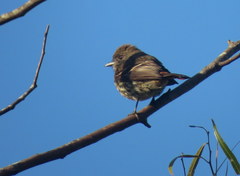 Knipolegus cyanirostris