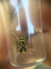 Xanthogramma flavipes