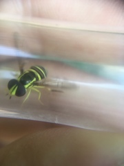 Xanthogramma flavipes